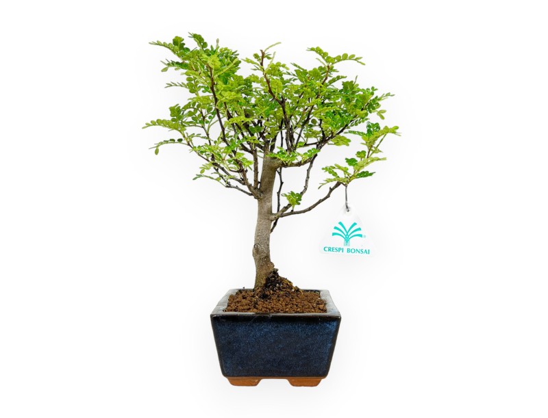 Zanthoxylum - Albero del pepe - 28 cm