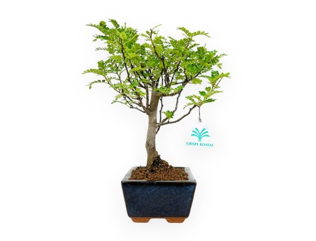 Zanthoxylum - Albero del pepe - 28 cm