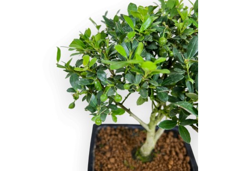 Ilex crenata - 27 cm