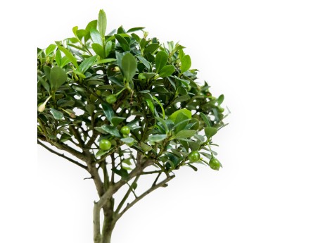 Ilex crenata - holly - 27 cm