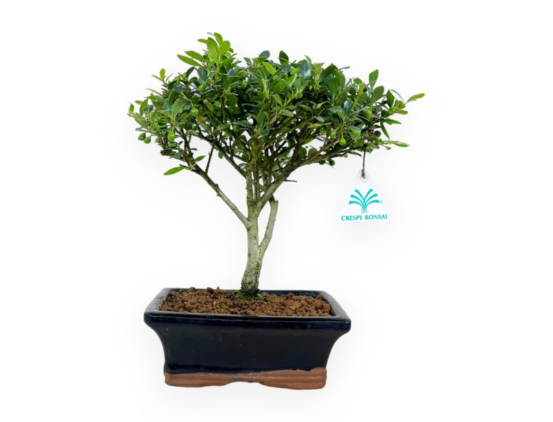Ilex crenata - agrifoglio - 27 cm