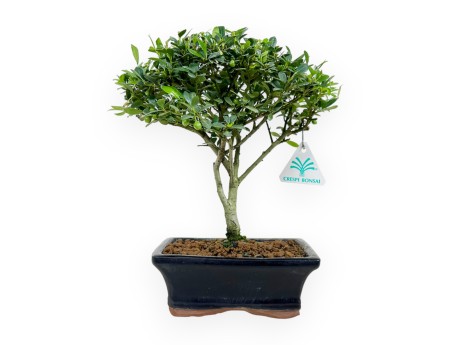 Ilex crenata - holly - 27 cm