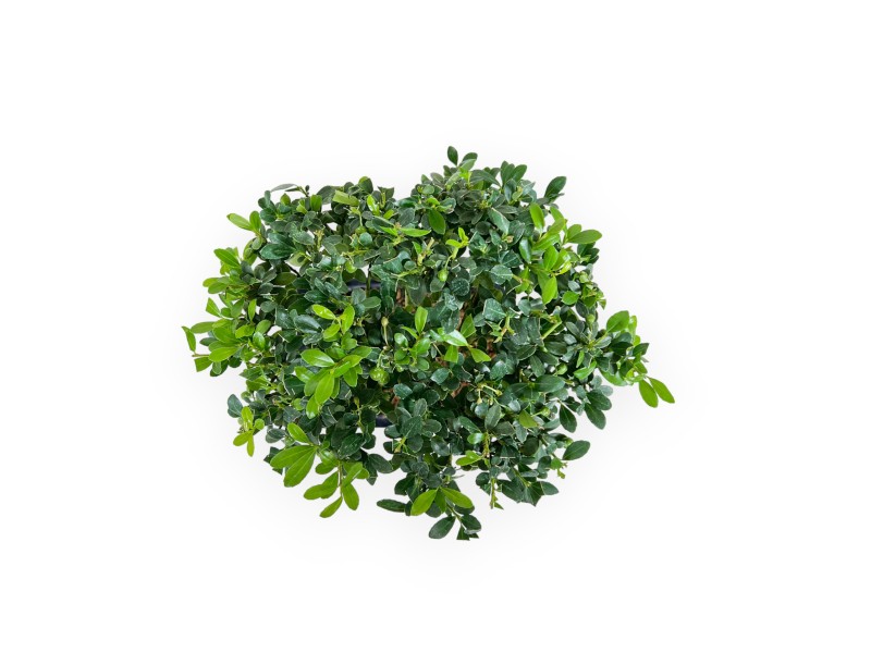 Ilex crenata - 27 cm