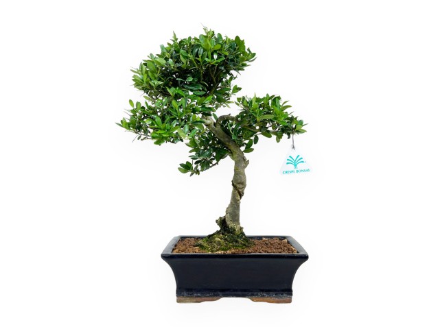 Ilex crenata - agrifoglio - 37 cm