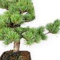 Pinus pentaphylla - Pino - 33 cm