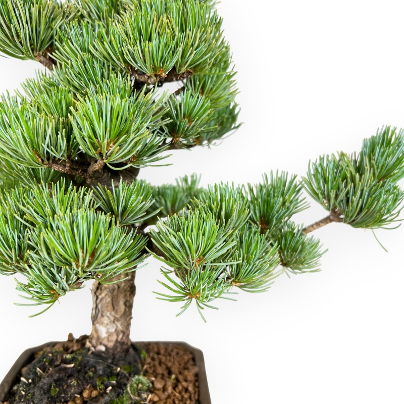 Pinus pentaphylla - Pino - 33 cm
