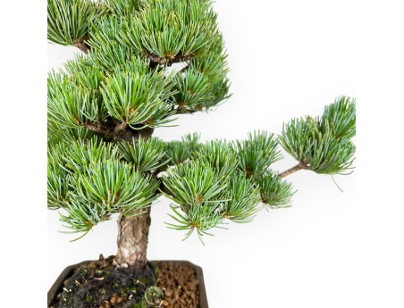 Pinus pentaphylla - Pin à cinq aiguilles - 33 cm