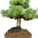 Pinus pentaphylla - Pino - 33 cm