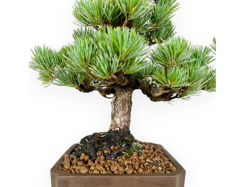 Pinus pentaphylla - Pine five needles - 33 cm