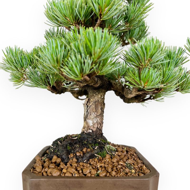 Pinus pentaphylla - Pino - 33 cm
