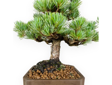 Pinus pentaphylla - Pino - 33 cm