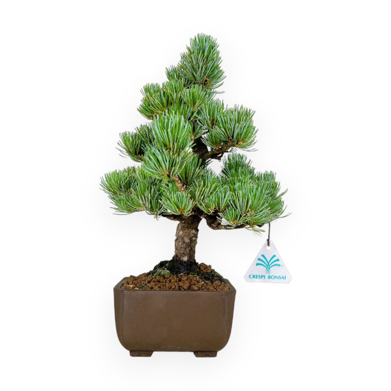 Pinus pentaphylla - Pino - 33 cm