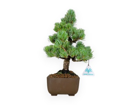Pinus pentaphylla - Pino - 33 cm