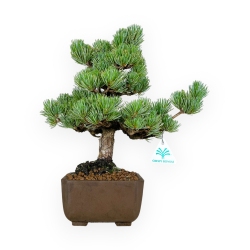 Pinus pentaphylla - Pine five needles - 33 cm