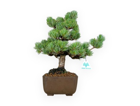 Pinus pentaphylla - Pin à cinq aiguilles - 33 cm