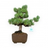 Pinus pentaphylla - Pino - 33 cm