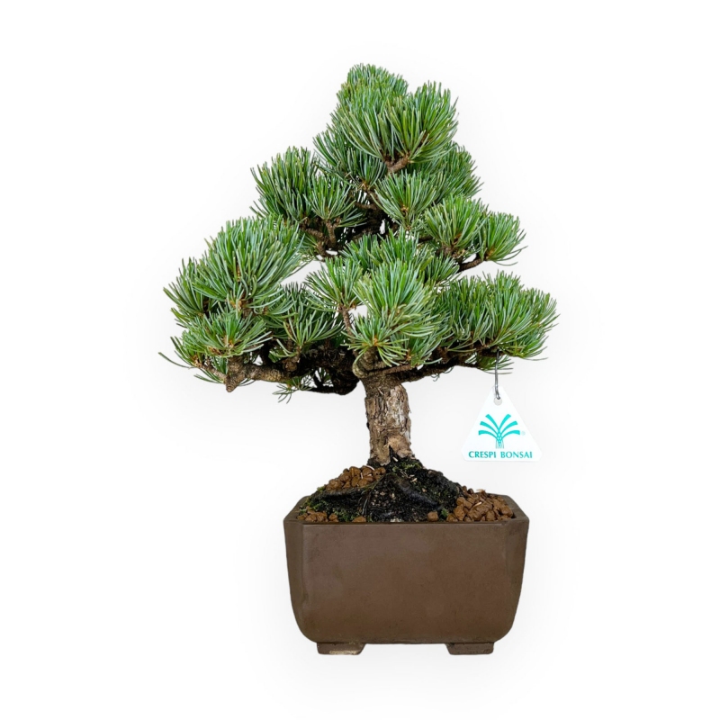 Pinus pentaphylla - Pino - 33 cm