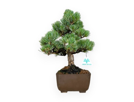 Pinus pentaphylla - Pino - 33 cm