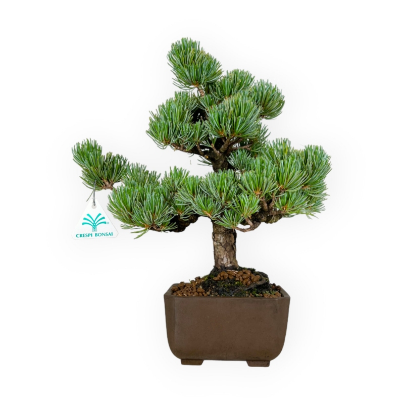 Pinus pentaphylla - Pino - 33 cm