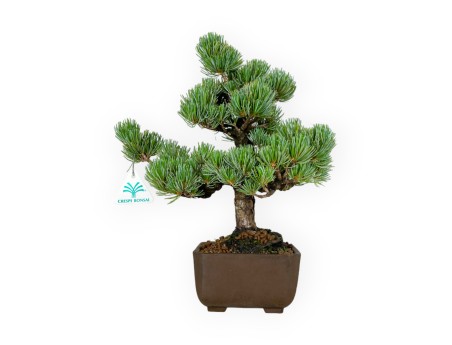 Pinus pentaphylla - Pine five needles - 33 cm