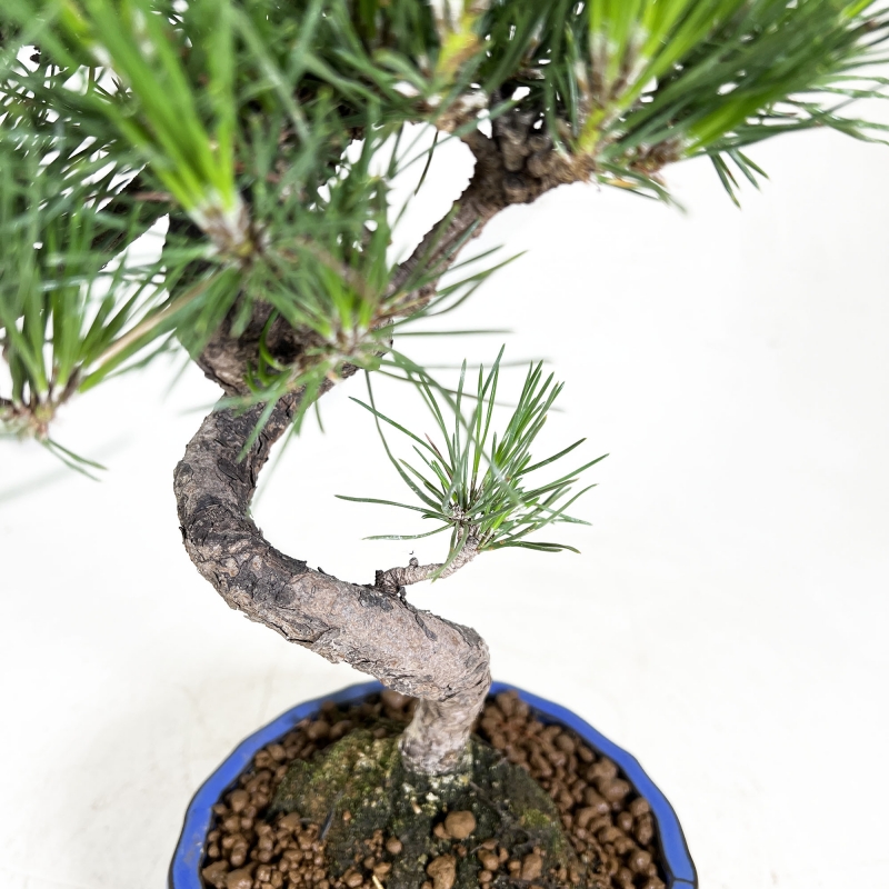 Pinus thunbergii - Pino negro - 40 cm