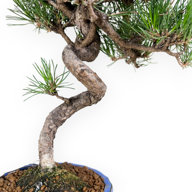 Pinus thunbergii - Zwarte den - 40 cm