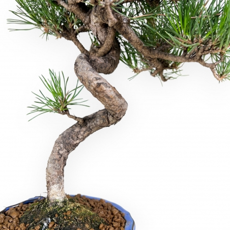Pinus thunbergii – Schwarzkiefer – 40 cm