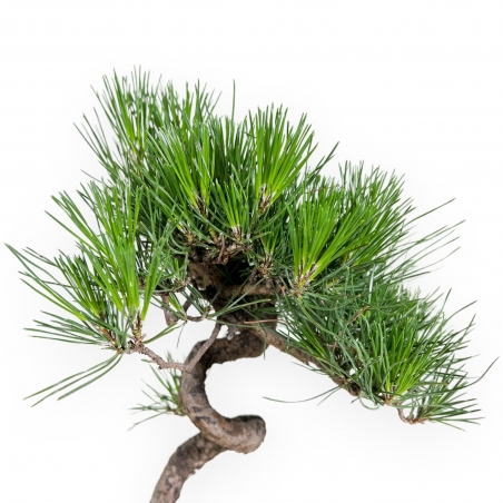 Pinus thunbergii – Schwarzkiefer – 40 cm