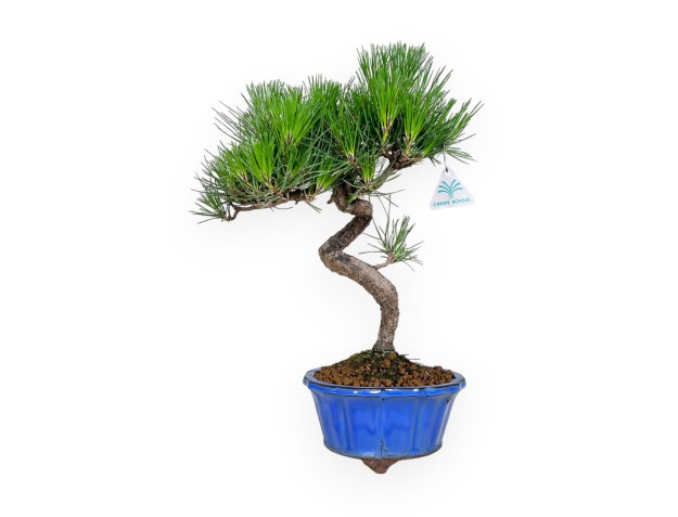 Pinus thunbergii – Schwarzkiefer – 40 cm