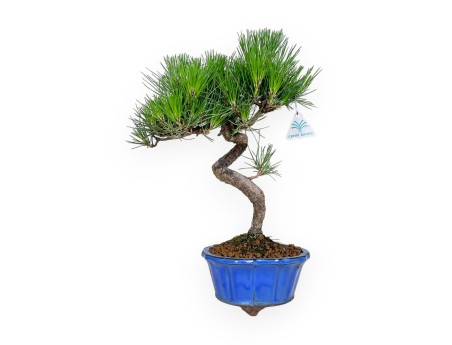 Pinus thunbergii – Schwarzkiefer – 40 cm