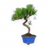 Pinus thunbergii - Pino nero - 40 cm
