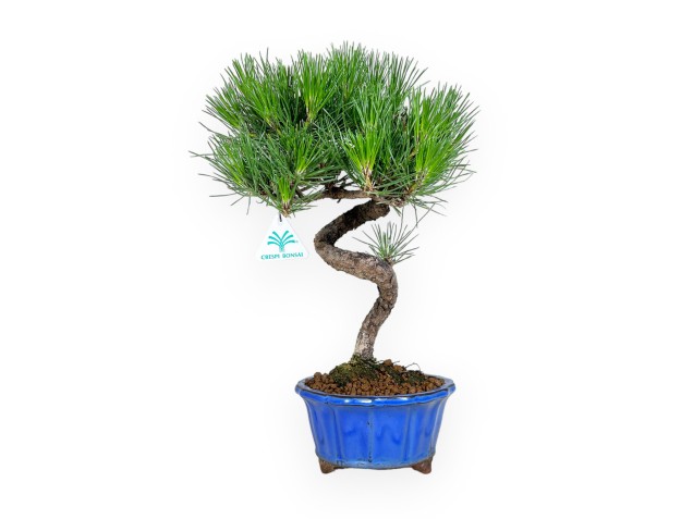 Pinus thunbergii - Zwarte den - 40 cm 2
