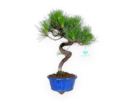 Pinus thunbergii - Zwarte den - 40 cm
