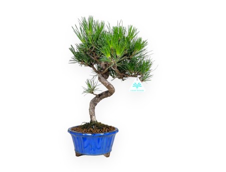 Pinus thunbergii - Pino negro - 40 cm