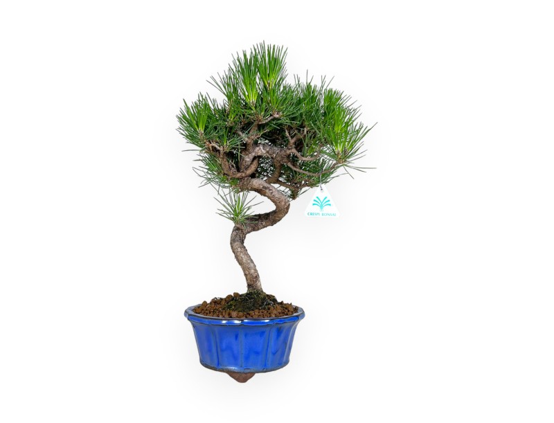 Pinus thunbergii – Schwarzkiefer – 40 cm