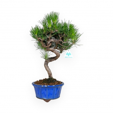 Pinus thunbergii - Zwarte den - 40 cm