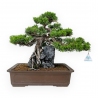 Juniperus chinensis - Ginepro - 38 cm