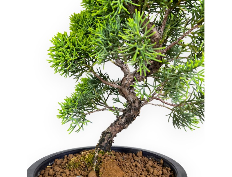 Juniperus chinensis - Juniper - 36 cm