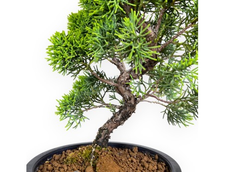 Juniperus chinensis - Genévrier - 36 cm