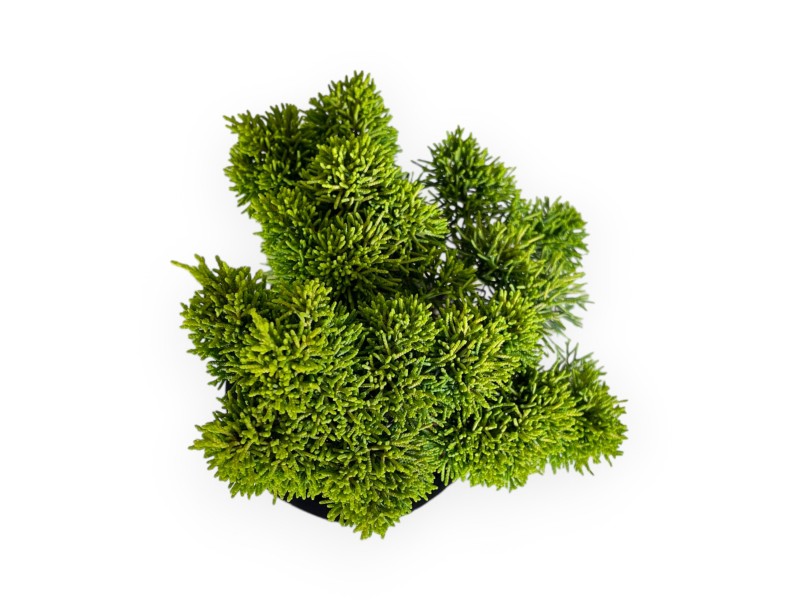 Juniperus chinensis - Genévrier - 36 cm