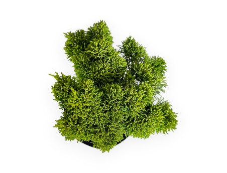 Juniperus chinensis - Juniper - 36 cm
