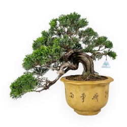 Juniperus chinensis - Ginepro - 38 cm