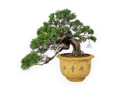 Juniperus chinensis - Genévrier - 38 cm