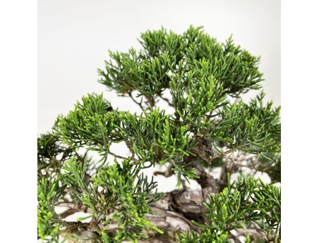 Juniperus chinensis - Genévrier - 38 cm