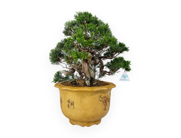 Juniperus chinensis - Juniper - 38 cm 2