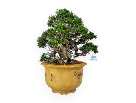 Juniperus chinensis - Ginepro - 38 cm