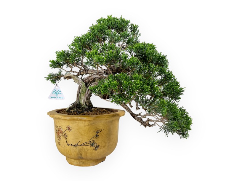 Juniperus chinensis - Ginepro - 38 cm