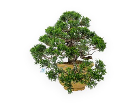 Juniperus chinensis - Juniper - 38 cm