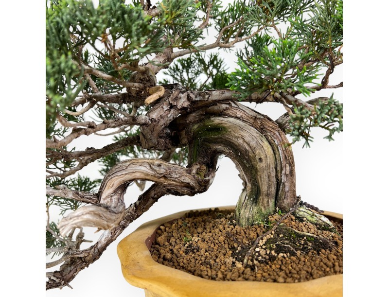 Juniperus chinensis - Ginepro - 38 cm
