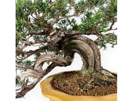 Juniperus chinensis - Ginepro - 38 cm
